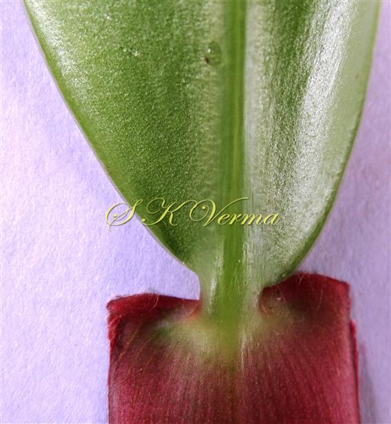 Pseudopetiole
